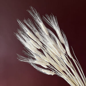 Bearded Wheat Bunch, Bleached White, Dried (Triticum) 100g 70cm