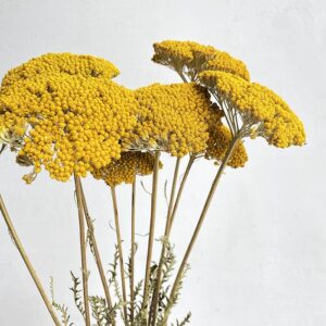 Achillea Parker, Natural Yellow, Dried (Yarrow) 60-70cm