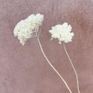 Achillea silvestre, Bleached Creamy White, Dried, 40-50cm