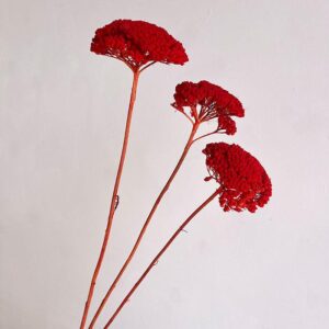 Achillea Parker, Burnt Orange, Dried (Yarrow) 65cm