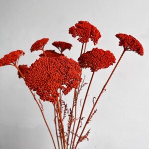 Achillea Parker, Dark Orange, Dried (Yarrow) 60cm