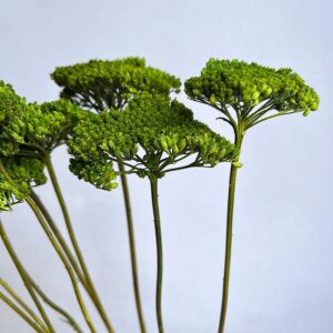 Achillea Parker, Green, Dried (Yarrow) 60cm