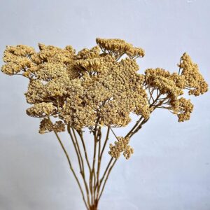 Achillea Silvestre, Natural Light Brown, Dried (Yarrow) 60cm