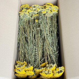 Achillea Parker, Natural Yellow, Dried (Yarrow) 60-70cm ~ BOX DEAL