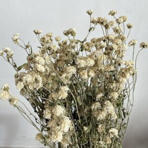 Achillea ptarmica, Natural White, Dried (White Tansy) 40-45cm