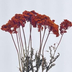 Achillea Parker, Rust, Dried (Yarrow) 60cm