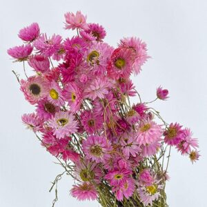 Acroclinium Daisy, Natural Pink Shades, Dried (Sun-Ray Daisies) 50cm