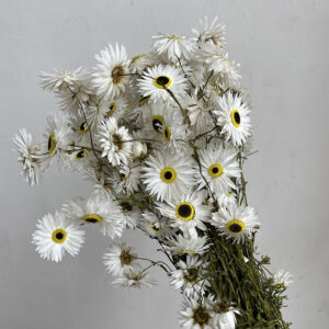 Acroclinium Daisy, Natural White, Dried (Sun-Ray Daisies) 45-50cm