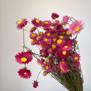 Acroclinium Daisy, Natural Hot Pink, Dried (Sun-Ray Daisies) 50cm