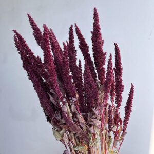 Amaranthus paniculatus, Natural Burgundy, Dried, 50cm