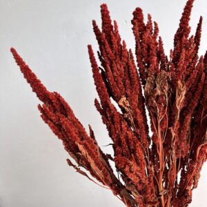 Amaranthus paniculatus, Burnt Orange, Dried, 65cm