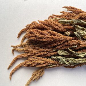 Amaranthus cruentas, Natural Orange Shades, Dried, 60-70cm