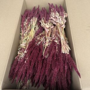 Amaranthus paniculatus, Natural Burgundy, Dried, 50cm ~ BOX DEAL