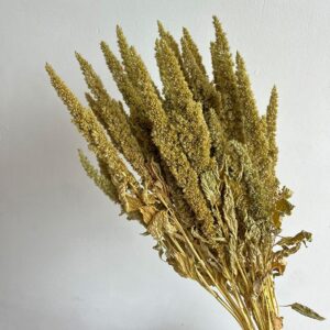 Amaranthus paniculatus, Natural Pale Green, Dried, 50cm