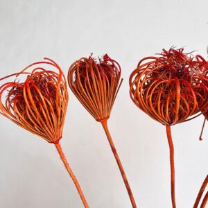 Ammi Majus, Dried Seed Heads, Dark Orange