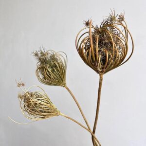 Ammi majus, Dried Seed Heads, Natural Light Brown,