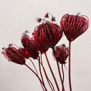 Ammi Majus, Dried Seed Heads, Dark Red