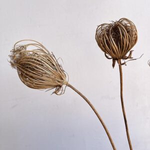 Ammi majus, Dried Large Seed Heads, Natural Light Brown, 55cm