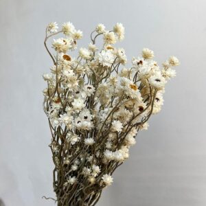 Ammobium alatum, Natural White, Dried (Winged Everlasting) 40-50cm