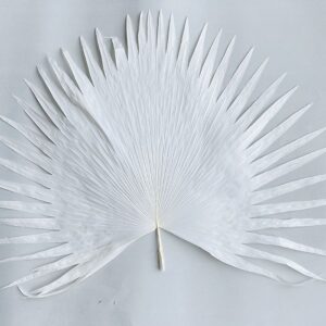 Palmetto Palm, Pure White, Dried (Earth Matters®) H/75cm x W/100cm