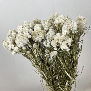 Anaphalis Flowers, Natural White, Dried (Pearly Everlasting) 60cm
