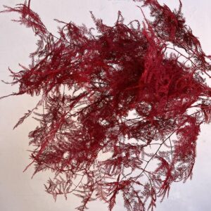 Cascading Lace Ferns, Dark Red, Dried (Asparagus setaceus) 45cm