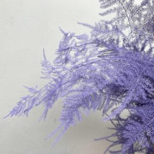Cascading Lace Ferns, Lilac, Dried (Asparagus seta.) 85cm