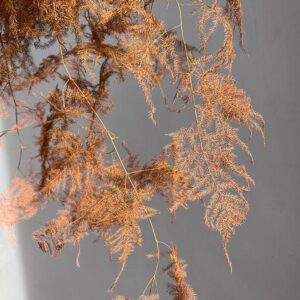 Cascading Lace Ferns, Orange, Dried (Asparagus setaceus) 45cm