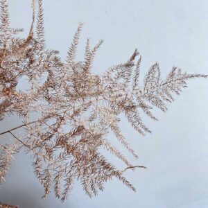 Cascading Lace Ferns, Metallic Copper, Dried (Asparagus setaceus) 45cm