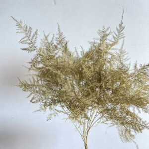 Cascading Lace Ferns, Metallic Gold, Dried (Asparagus setaceus) 45cm