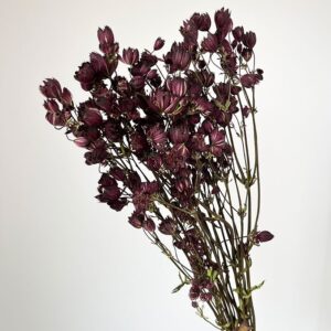 Astrantia, Natural Burgundy, Dried, 40-50cm