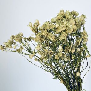 Astrantia, Natural White, Dried, 40-50cm