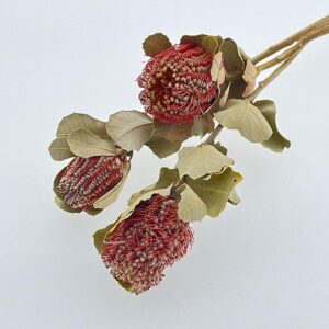 Banksia Coccinea, Natural Red, Dried, up to 40cm