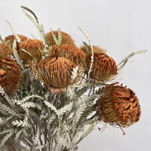Australian Botanicals
