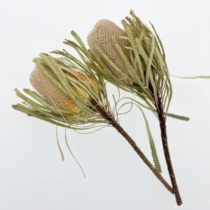 Banksia Hookeriana, Natural, Dried, 25-35cm