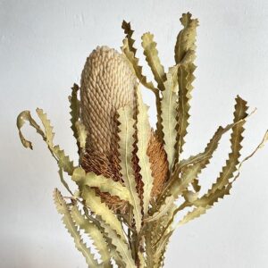 Banksia Prionotes, Natural Ivory to Light Brown, Dried, 25-45cm