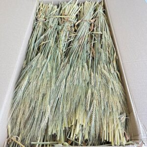 Barley Bunch, Natural Light Brown, Dried (Hordeum vulgare)~ BOX DEAL