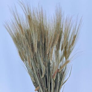 Barley Bunch, Natural Light Brown, Dried (Hordeum vulgare) 50-60cm