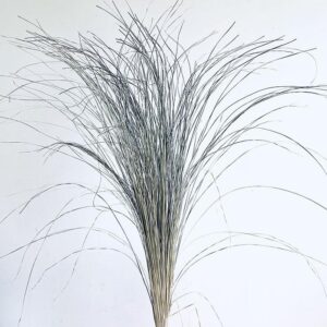 Bear Grass, Natural, Dried, 50-70cm