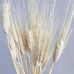 Bearded Wheat Bunch, Bleached White, Dried (Triticum) 70cm