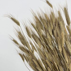 Bearded Wheat Bunch, Natural, Dried (Triticale) 50-70cm