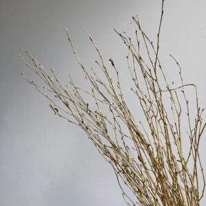 Birch Twigs, Metallic Gold, Dried (Betula) 60cm