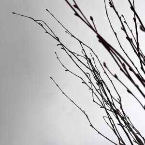 Birch Twigs, Natural Brown, Dried (Betula) 60cm