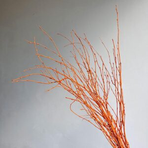 Birch Twigs, Orange, Dried (Betula) 60cm