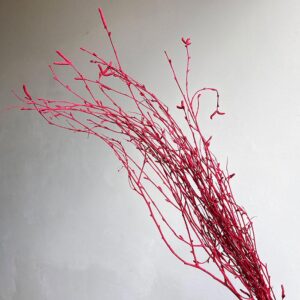 Birch Twigs, Red, Dried (Betula) 60cm