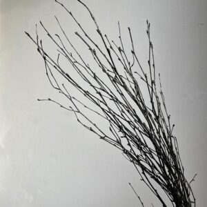 Birch Twigs, Black, Dried (Betula) 60cm