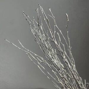 Birch Twigs, Metallic Silver, Dried (Betula) 60cm