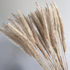 Blady Grass, Natural Ivory to Light Brown, Dried, 50cm