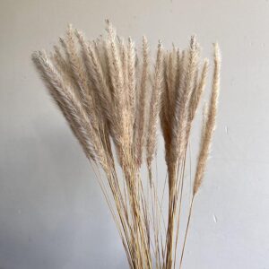 Blady Grass, Natural Ivory to Light Brown, Dried, 50cm