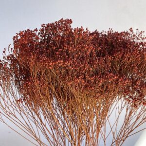 Broom Bloom, Burnt Orange, Dried, 60cm